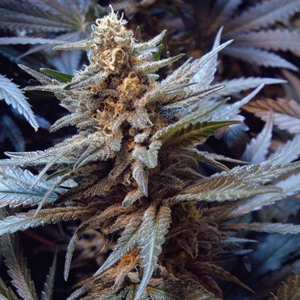 ak48